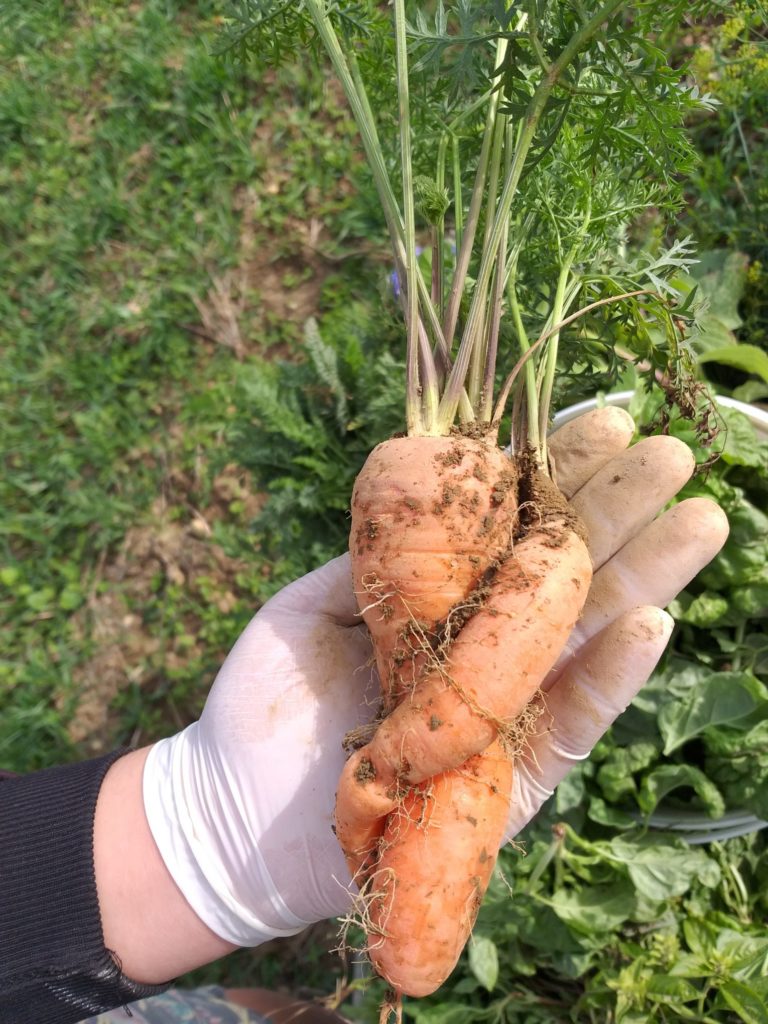 Regionalität Karotten regional angebaut in der Vorratskammer